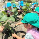 野菜の収穫