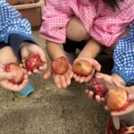 4歳児 ちゅうりっぷ球根植え